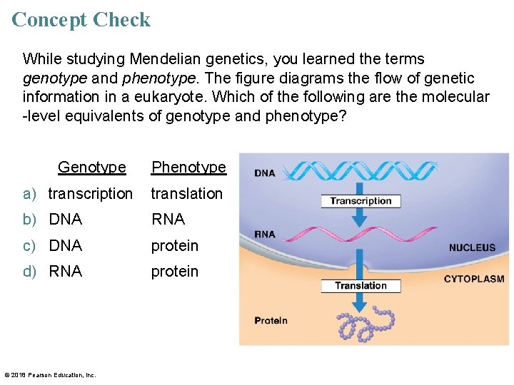 Concept Check While studying Mendelian genetics, you learned the terms genotype and phenotype. The