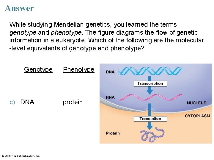 Answer While studying Mendelian genetics, you learned the terms genotype and phenotype. The figure