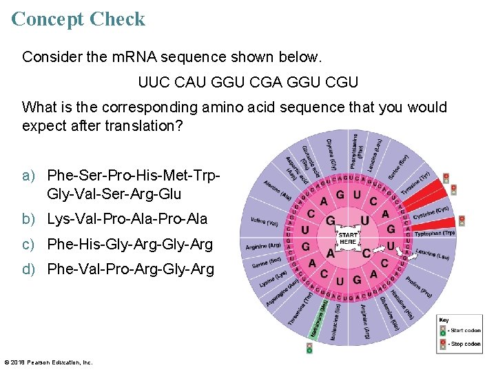 Concept Check Consider the m. RNA sequence shown below. UUC CAU GGU CGA GGU