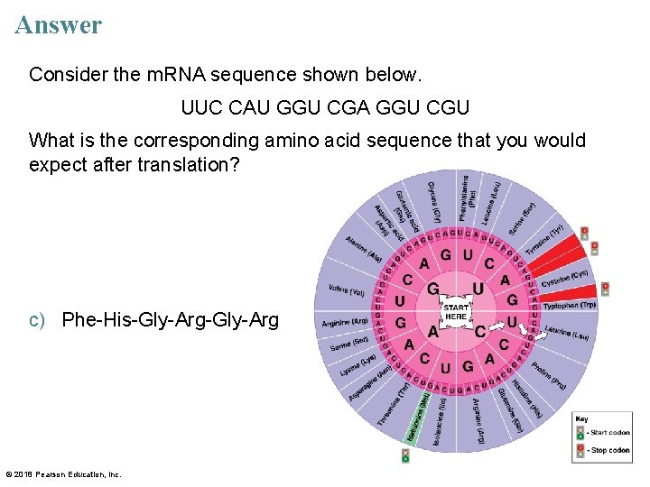 Answer Consider the m. RNA sequence shown below. UUC CAU GGU CGA GGU CGU