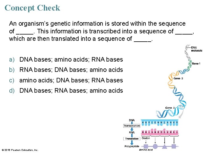 Concept Check An organism’s genetic information is stored within the sequence of _____. This