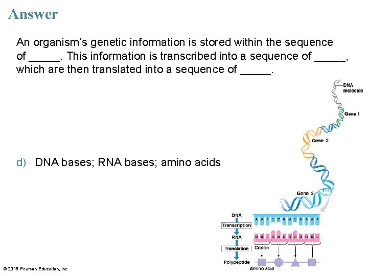 Answer An organism’s genetic information is stored within the sequence of _____. This information