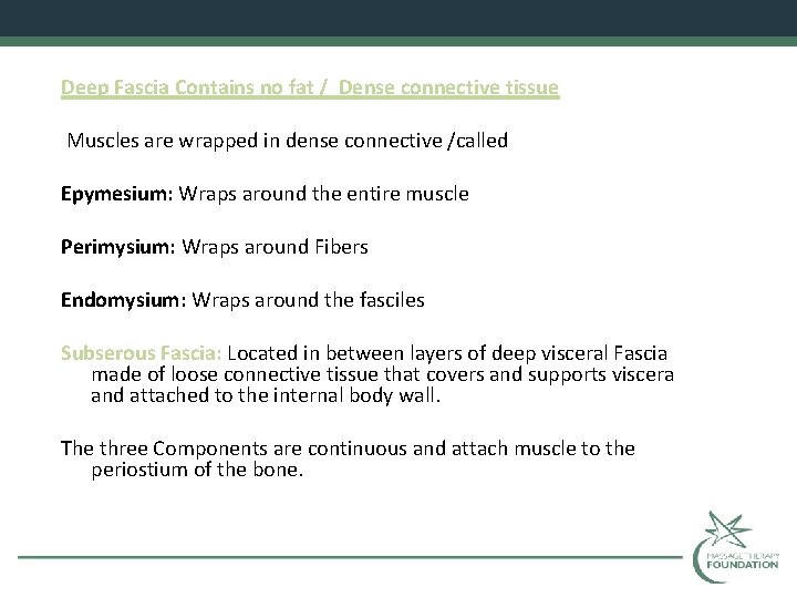 Deep Fascia Contains no fat / Dense connective tissue Muscles are wrapped in dense