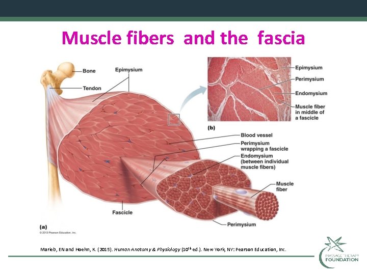 Muscle fibers and the fascia Marieb, EN and Hoehn, K. (2015). Human Anatomy &