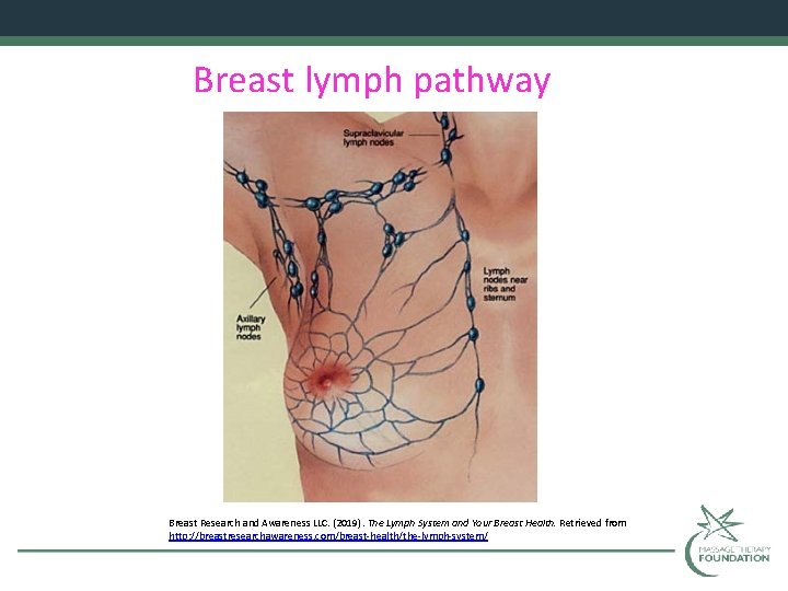 Breast lymph pathway Breast Research and Awareness LLC. (2019). The Lymph System and Your
