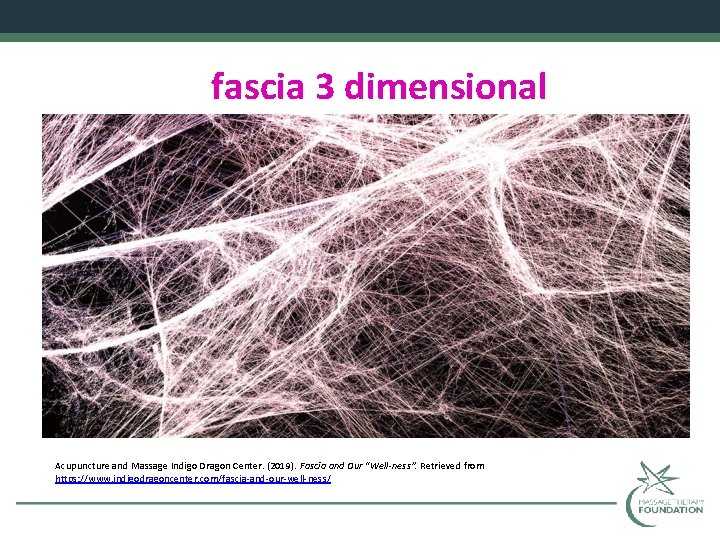 fascia 3 dimensional Acupuncture and Massage Indigo Dragon Center. (2019). Fascia and Our “Well-ness”.