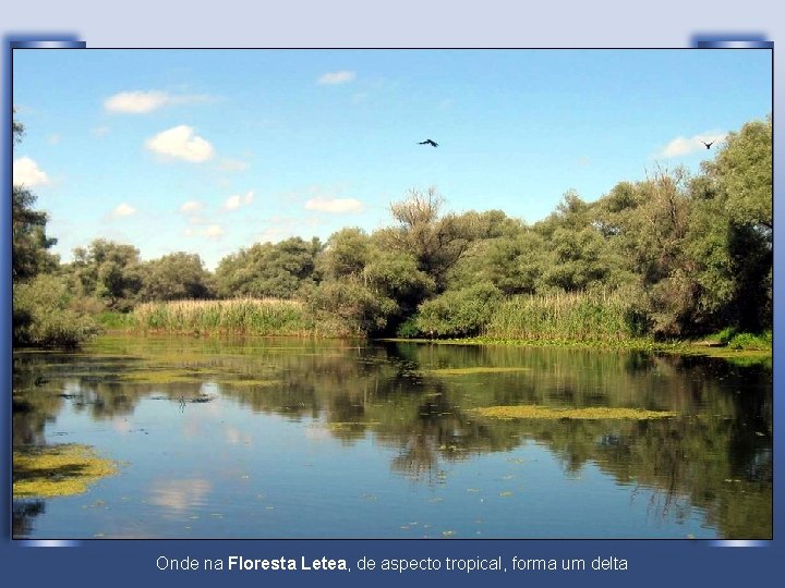 Onde na Floresta Letea, de aspecto tropical, forma um delta 