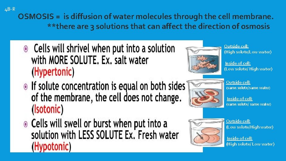 4 B-R OSMOSIS = is diffusion of water molecules through the cell membrane. **there