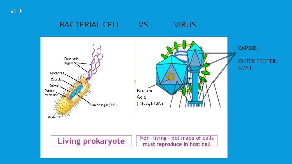 4 C -R BACTERIAL CELL VS VIRUS CAPSID= OUTER PROTEIN COAT Nucleic Acid (DNA/RNA)