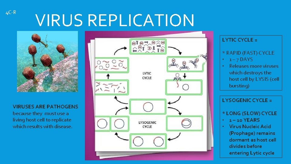 4 C-R VIRUS REPLICATION LYTIC CYCLE = * RAPID (FAST) CYCLE • 1 –