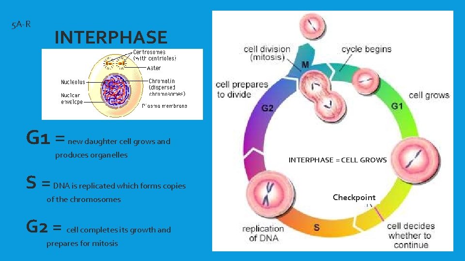 5 A-R INTERPHASE G 1 = new daughter cell grows and produces organelles S