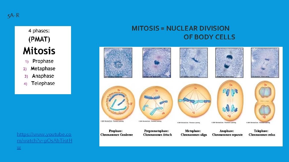 5 A-R MITOSIS = NUCLEAR DIVISION OF BODY CELLS https: //www. youtube. co m/watch?