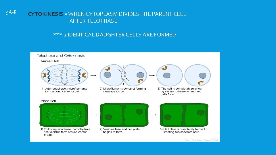 5 A-R CYTOKINESIS = WHEN CYTOPLASM DIVIDES THE PARENT CELL AFTER TELOPHASE *** 2