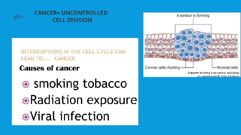 5 D-s CANCER= UNCONTROLLED CELL DIVISION 