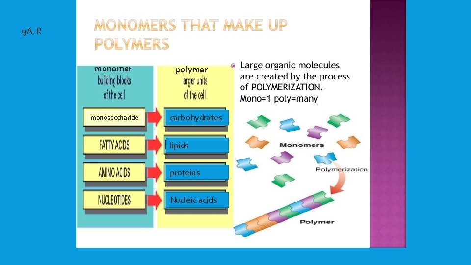 9 A-R monomer monosaccharide polymer carbohydrates lipids proteins Nucleic acids 