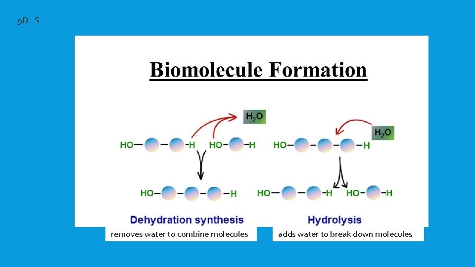 9 D - S removes water to combine molecules adds water to break down