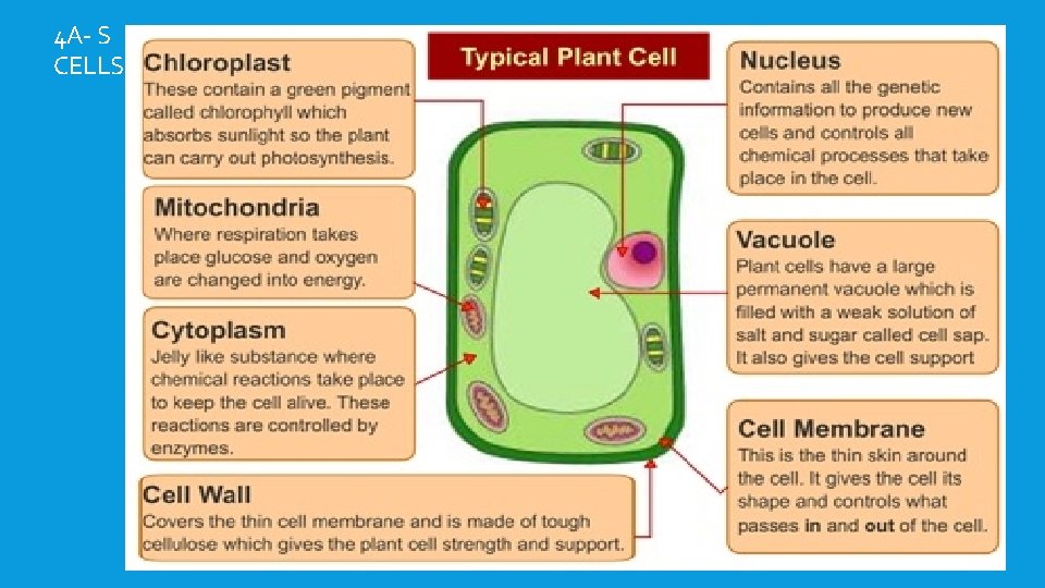 4 A- S CELLS 