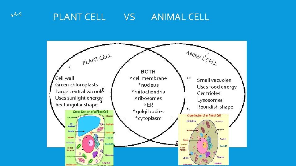 4 A-S PLANT CELL ANT PL VS ANIMAL CELL ANI MA CELL Cell wall