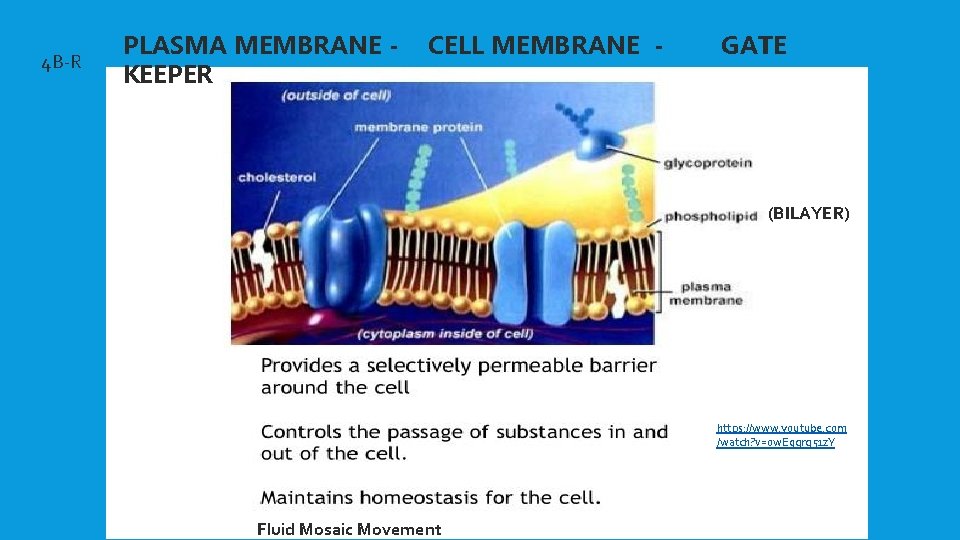 4 B-R PLASMA MEMBRANE KEEPER CELL MEMBRANE - GATE (BILAYER) https: //www. youtube. com