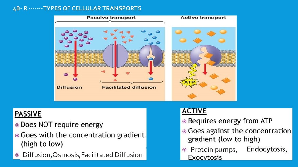 4 B- R -------TYPES OF CELLULAR TRANSPORTS Diffusion, Osmosis, Facilitated Diffusion Protein pumps, 