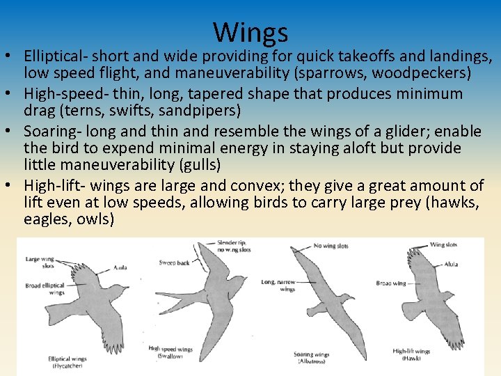 Wings • Elliptical- short and wide providing for quick takeoffs and landings, low speed