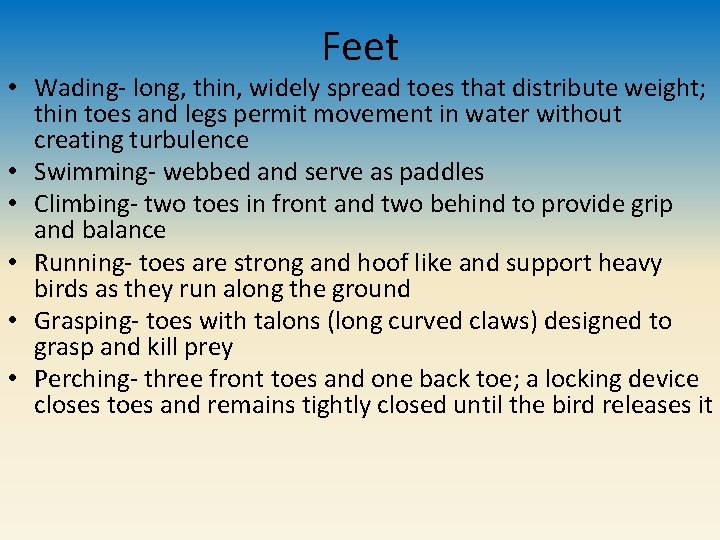 Feet • Wading- long, thin, widely spread toes that distribute weight; thin toes and