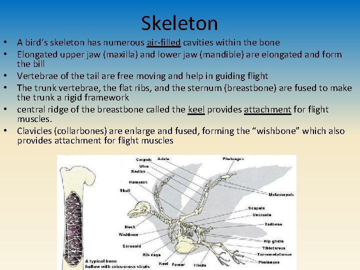 Skeleton • A bird’s skeleton has numerous air-filled cavities within the bone • Elongated