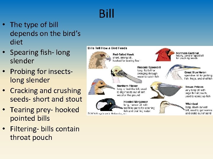  • The type of bill depends on the bird’s diet • Spearing fish-