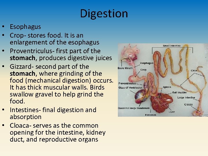 Digestion • Esophagus • Crop- stores food. It is an enlargement of the esophagus