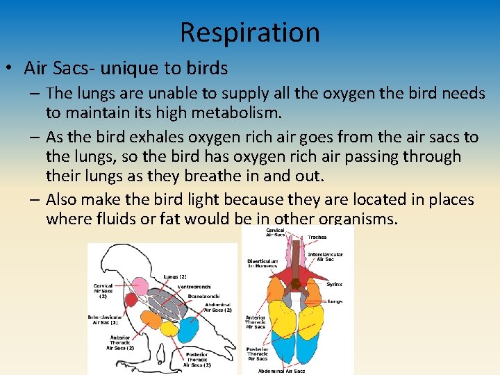 Respiration • Air Sacs- unique to birds – The lungs are unable to supply