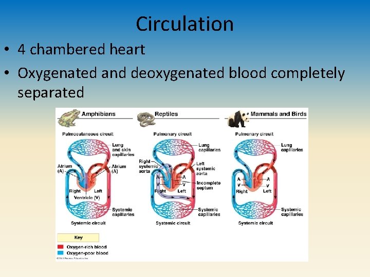 Circulation • 4 chambered heart • Oxygenated and deoxygenated blood completely separated 