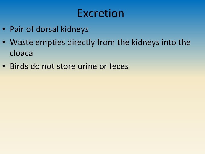 Excretion • Pair of dorsal kidneys • Waste empties directly from the kidneys into