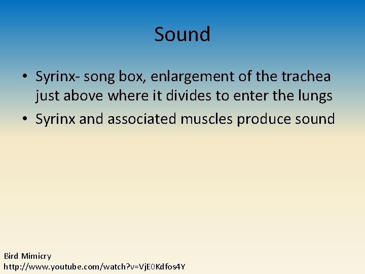 Sound • Syrinx- song box, enlargement of the trachea just above where it divides