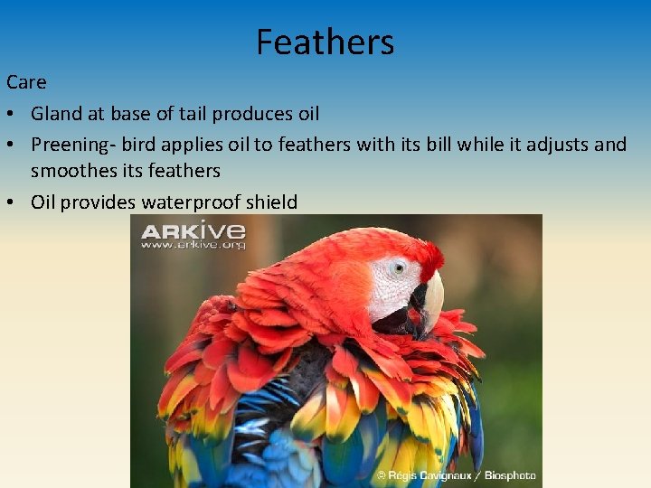 Feathers Care • Gland at base of tail produces oil • Preening- bird applies