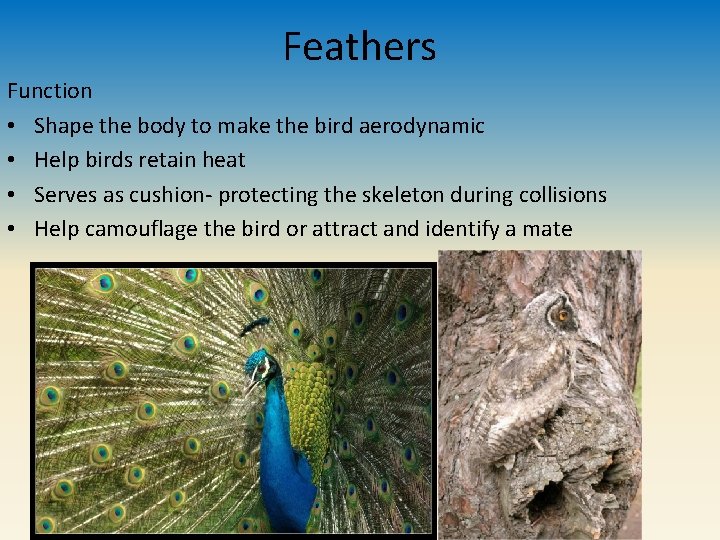 Feathers Function • Shape the body to make the bird aerodynamic • Help birds