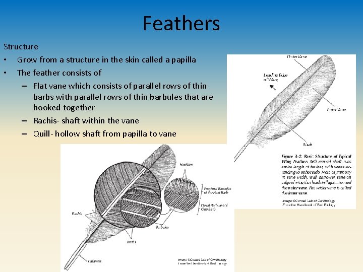 Feathers Structure • Grow from a structure in the skin called a papilla •