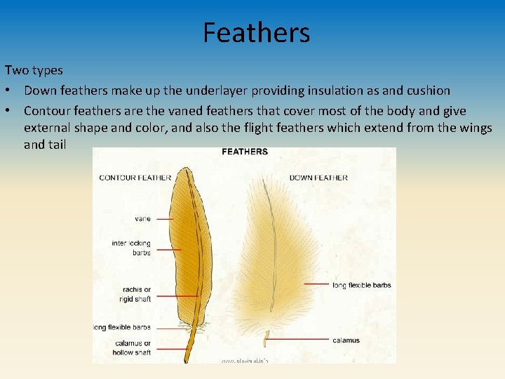Feathers Two types • Down feathers make up the underlayer providing insulation as and
