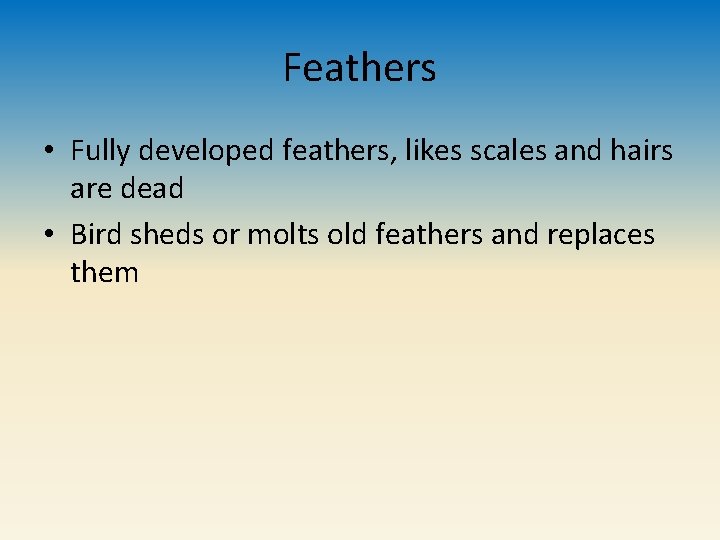 Feathers • Fully developed feathers, likes scales and hairs are dead • Bird sheds