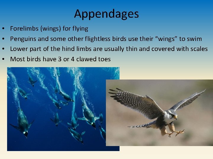 Appendages • • Forelimbs (wings) for flying Penguins and some other flightless birds use