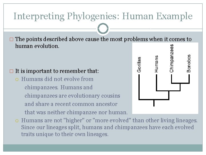 Interpreting Phylogenies: Human Example � The points described above cause the most problems when