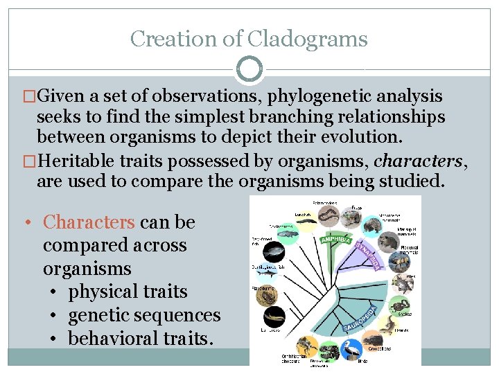 Creation of Cladograms �Given a set of observations, phylogenetic analysis seeks to find the