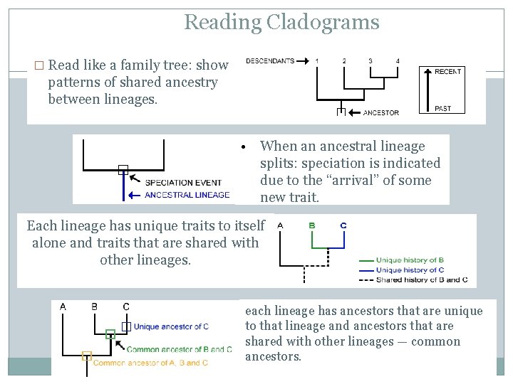 Reading Cladograms � Read like a family tree: show patterns of shared ancestry between