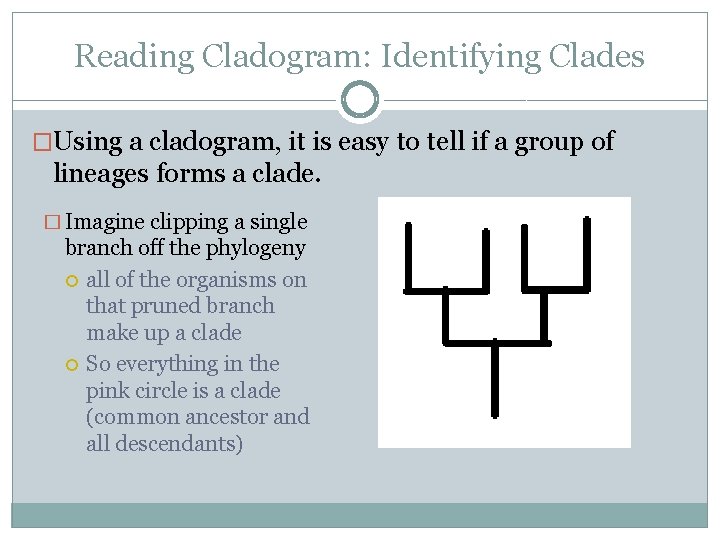 Reading Cladogram: Identifying Clades �Using a cladogram, it is easy to tell if a