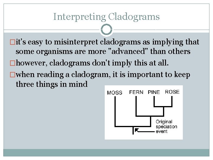 Interpreting Cladograms �it's easy to misinterpret cladograms as implying that some organisms are more