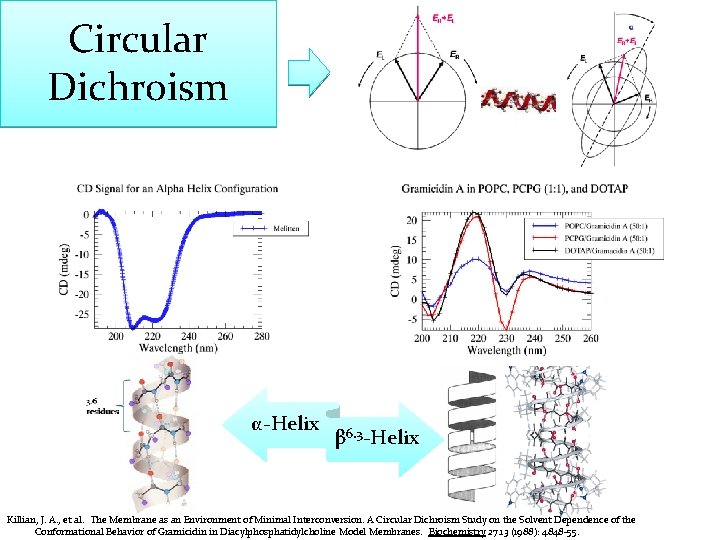 Circular Dichroism α-Helix β 6. 3 -Helix Killian, J. A. , et al. "The
