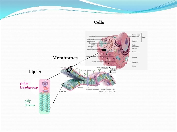 Cells Membranes Lipids polar headgroup oily chains 