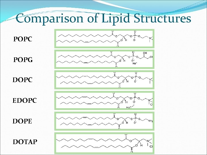 Comparison of Lipid Structures POPC POPG DOPC EDOPC DOPE DOTAP 