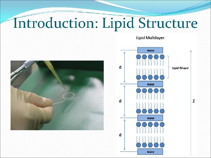 Introduction: Lipid Structure 