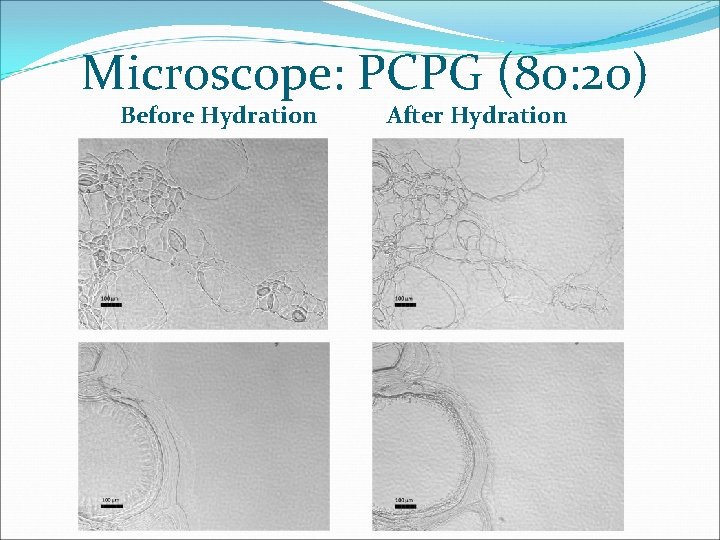 Microscope: PCPG (80: 20) Before Hydration After Hydration 