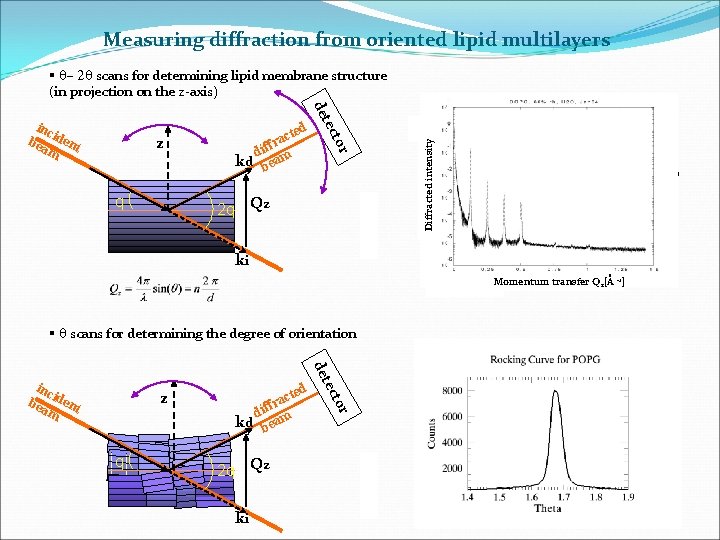Measuring diffraction from oriented lipid multilayers § q- 2 q scans for determining lipid